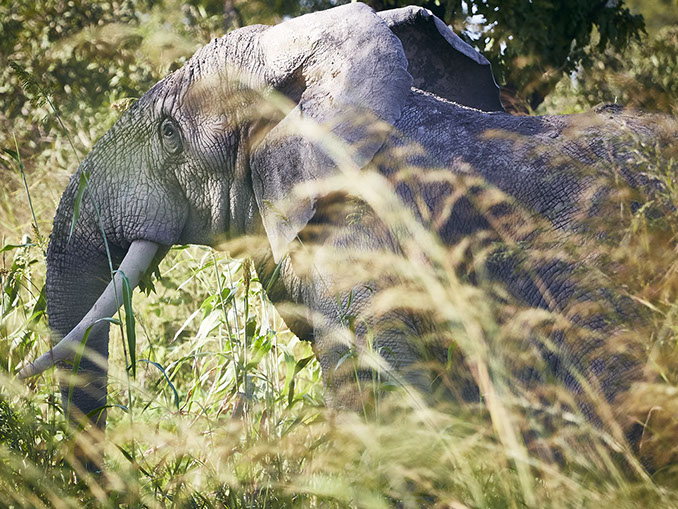 wildlife